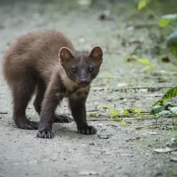 Młoda kuna na ścieżce, ciekawa świata. Zastanawiasz się, czym żywi się kuna? Zazwyczaj poluje na gryzonie, ptaki i owady.