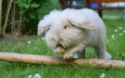 Puszysty królik teddy dorosły, z długimi uszami, skacze przez pień drzewa na trawie.