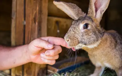 Królik z wyciągniętym językiem dotyka palca człowieka. Uważaj na myksomatozę królików, chorobę przenoszoną przez owady.