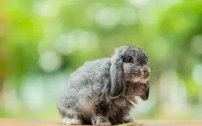 Uroczy mini lop baranek z szarym futerkiem siedzi na drewnianym blacie, otoczony zielonym, rozmytym tłem.