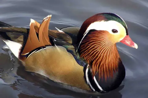 Kaczka mandarynka, znana z barwnych piór, pływa po wodzie. Jej cena może być wysoka ze względu na unikalny wygląd.