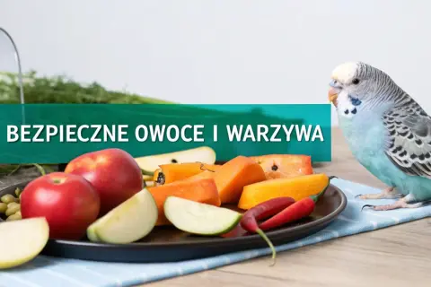 Papuga falista przygląda się talerzowi z jabłkami, marchewką i papryczką. To dowód na to, co jedzą papugi faliste - zdrowe owoce i warzywa.