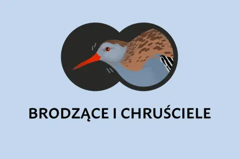 Ilustracja ptaka widzianego przez lornetkę.