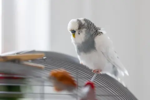 Biała papużka falista siedzi na klatce, zastanawiając się, co jedzą papugi.