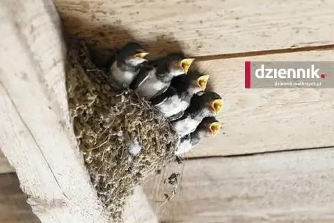 Gniazdo jaskółki: Kary do 9500 zł i więzienie? Jak się chronić?