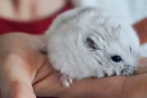 Malutki, puszysty chomik miniaturka odpoczywa na dłoni.