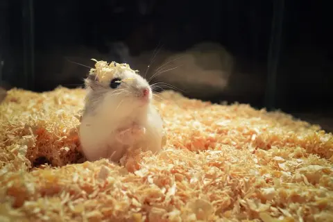 Uroczy chomik domowy z trocinami na głowie siedzi w swoim przytulnym legowisku.