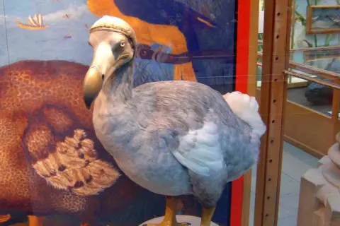 W muzeum ptak dodo żyje, stojąc obok swojego brązowego pobratymca.