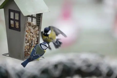 Płatki owsiane dla wróbli: Tak, ale jak bezpiecznie dokarmiać?