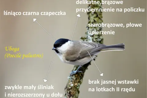 Chroń sikorki w ogrodzie: Drapieżnicy, choroby i sprawdzone metody