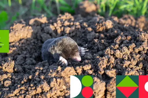 Agresywne sroki w ogrodzie? Sprawdź, jak je humanitarnie odstraszyć!