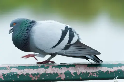 Gołąb miejski z zielonym i fioletowym nalotem na szyi, siedzący na zniszczonej zielonej poręczy.
