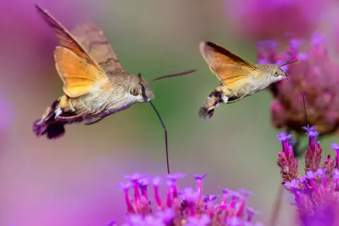Dwa fruczaki, podobne do kolibrów, żerują na fioletowych kwiatach. To właśnie w takich miejscach, gdzie kwitną rośliny, żyją kolibry i inne owady.