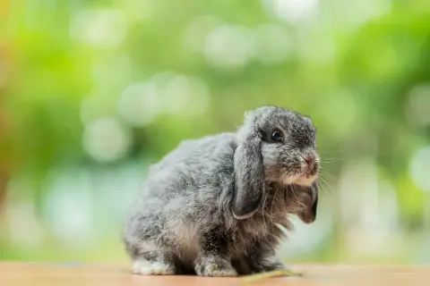 Uroczy mini lop baranek z szarym futerkiem siedzi na drewnianym blacie, otoczony zielonym, rozmytym tłem.