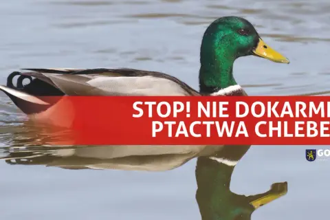 Kaczka pływa w wodzie. Napis "STOP! NIE DOKARMAIAJ PTACTWA CHLEBEM!" przypomina, że kaczki nie powinny jeść chleba.