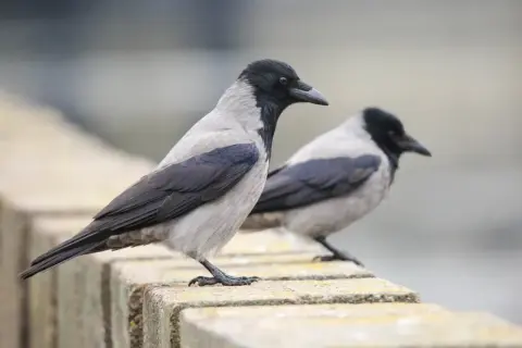 Dlaczego sól zabija ptaki? Poznaj ukryte zagrożenia i pomagaj mądrze