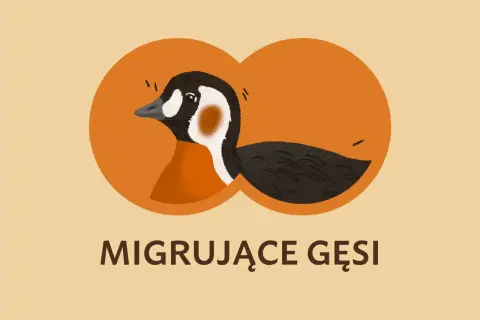 Dlaczego gęsi latają w kluczu? Sekrety aerodynamiki i współpracy