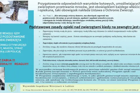 Płochliwy kanarek? Oswajanie krok po kroku: zbuduj trwałe zaufanie