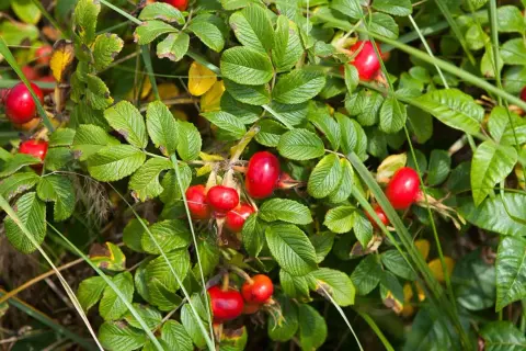 Owoce dzikiej róży dla ptaków: Zimowy superfood i naturalna apteczka