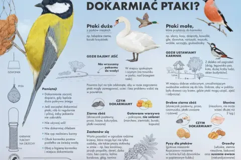 Wróble, jak i inne małe ptaki, chętnie jedzą ziarna zbóż, pyzy dla ptaków, orzechy i suszone owoce. Unikaj soli i chleba.