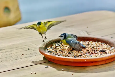 Karma dla psa ptakom? Kiedy tak, a kiedy kategoryczne NIE!