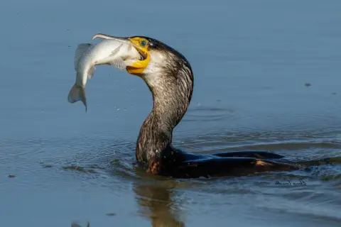Kormoran pływa w wodzie z rybą w dziobie.
