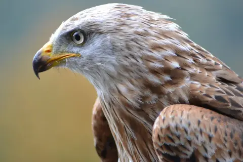 Ranny ptak pod oknem? Natychmiastowa pomoc krok po kroku!