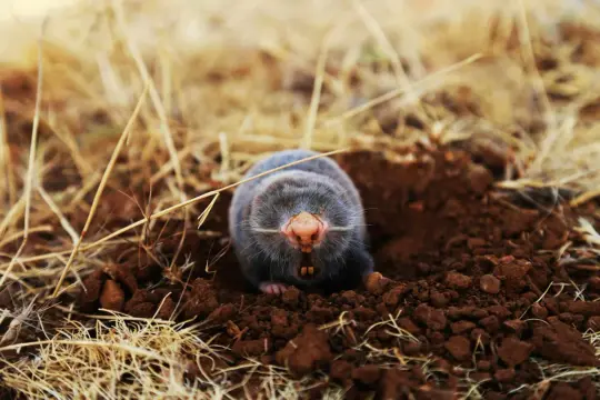 Kret wychyla głowę z nory, gotowy na polowanie. Jego dieta to głównie owady i dżdżownice, co wyjaśnia, czym żywi się kret.