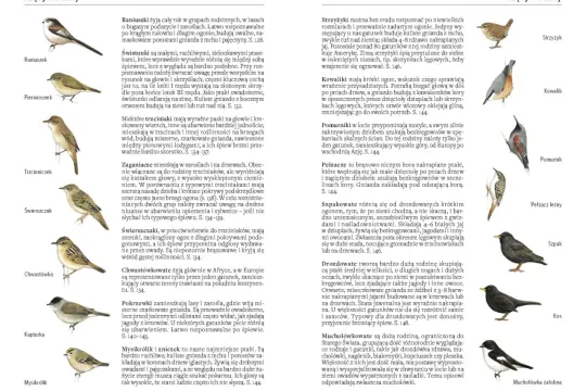 Strzyżyk, kowalik, pomurnik, pełzacz leśny, szpak, kos, muchołówka żałobna - jaki to ptak?