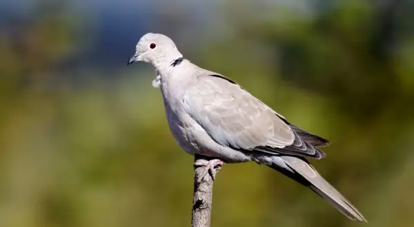 Sierpówka z czerwonym okiem siedząca na gałęzi.