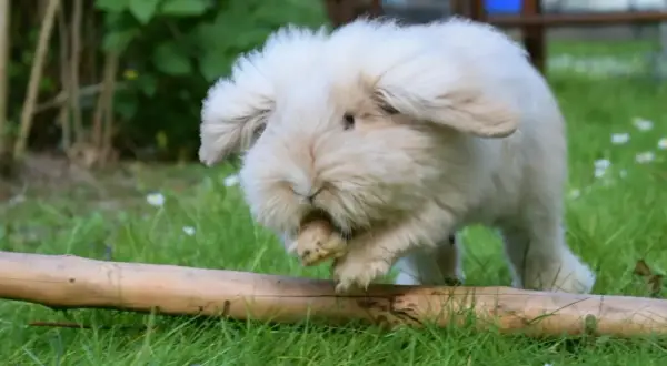 Puszysty królik teddy dorosły, z długimi uszami, skacze przez pień drzewa na trawie.