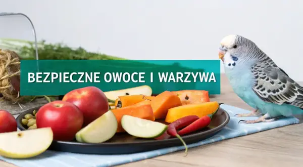 Papuga falista przygląda się talerzowi z jabłkami, marchewką i papryczką. To dowód na to, co jedzą papugi faliste - zdrowe owoce i warzywa.