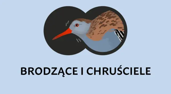 Ilustracja ptaka widzianego przez lornetkę.