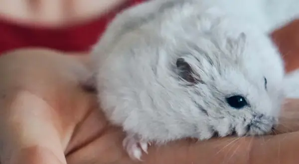 Malutki, puszysty chomik miniaturka odpoczywa na dłoni.