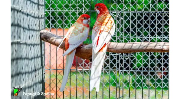 Ręczne karmienie piskląt papug: Temperatura pokarmu klucz do zdrowia