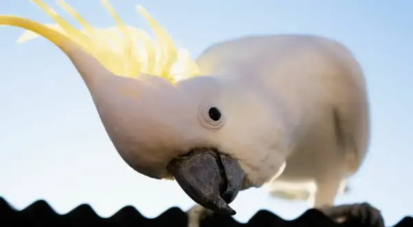 Biała papuga kakadu z żółtym czubkiem, ciekawie pochylona. Zastanawiasz się nad papuga kakadu cena?