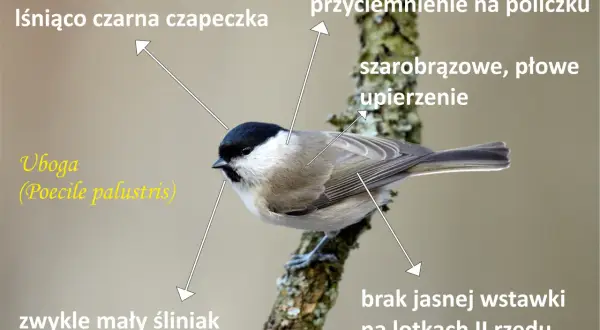 Chroń sikorki w ogrodzie: Drapieżnicy, choroby i sprawdzone metody