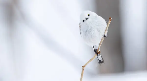 Puszysty ptak z długim ogonem, biały jak śnieg, siedzi na gałązce.