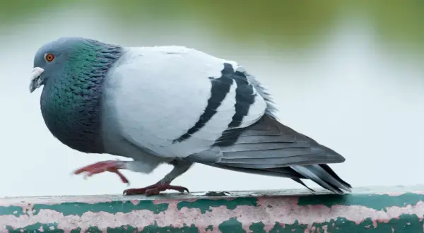 Gołąb miejski z zielonym i fioletowym nalotem na szyi, siedzący na zniszczonej zielonej poręczy.