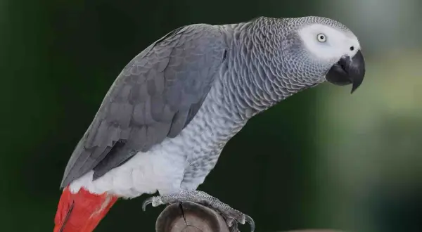 Szary papuga żako z czerwonym ogonem siedzi na gałęzi.