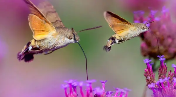 Dwa fruczaki, podobne do kolibrów, żerują na fioletowych kwiatach. To właśnie w takich miejscach, gdzie kwitną rośliny, żyją kolibry i inne owady.