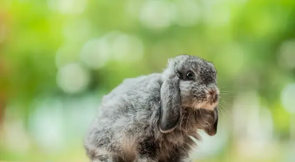 Uroczy mini lop baranek z szarym futerkiem siedzi na drewnianym blacie, otoczony zielonym, rozmytym tłem.