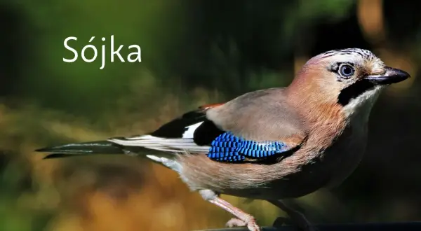 Kruk, gawron, kawka: Odróżnij je bezbłędnie! Poradnik eksperta