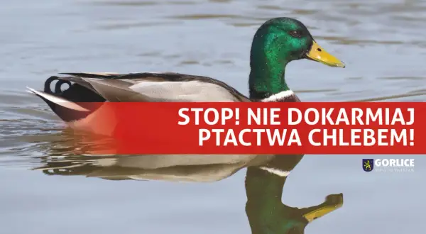 Kaczka pływa w wodzie. Napis "STOP! NIE DOKARMAIAJ PTACTWA CHLEBEM!" przypomina, że kaczki nie powinny jeść chleba.