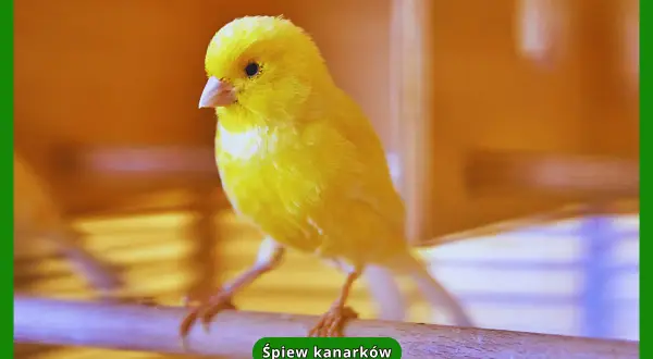 Harceński vs. kolorowy: śpiew czy barwa? Co wybrać?