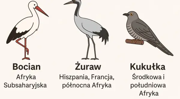 Ptaki odlatujące z Polski: Kiedy i dokąd lecą? Pełny przewodnik