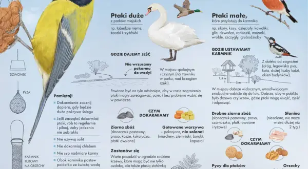 Czy ptaki jedzą ostropest? Superżywność dla zdrowia i energii!