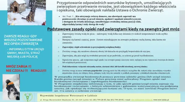 Płochliwy kanarek? Oswajanie krok po kroku: zbuduj trwałe zaufanie