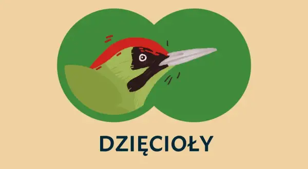 Ilustracja zielonego dzięcioła z czerwonym czubkiem, widocznego przez zielone kółka.