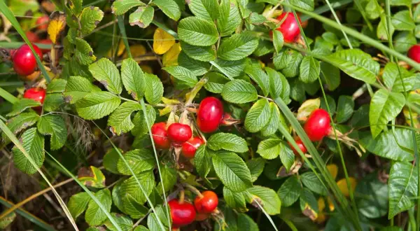 Owoce dzikiej róży dla ptaków: Zimowy superfood i naturalna apteczka